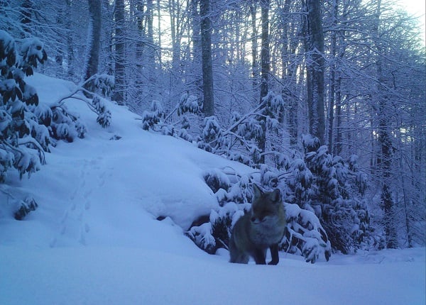 Foto - Bu ayıları uyku tutmuyor! Ama neden?