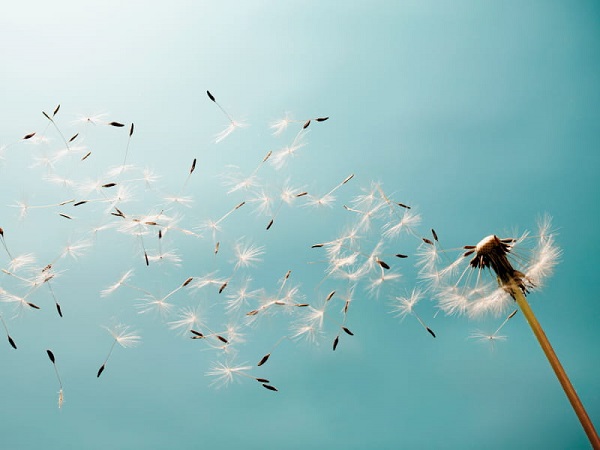 Foto - Bu aylara dikkat! Astım hastalarının bu önlemleri almaları şart