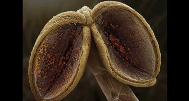 Foto - Bu ayrıntıları gözle görmek imkansız!