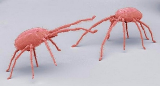 Foto - Bu ayrıntıları gözle görmek imkansız!