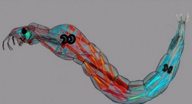 Foto - Bu ayrıntıları gözle görmek imkansız!