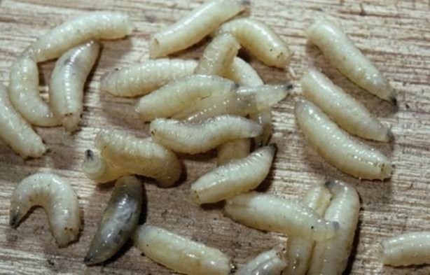 Foto - Bu ayrıntıları gözle görmek imkansız!