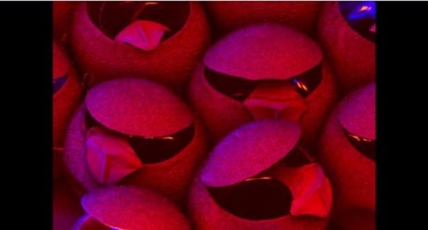 Foto - Bu ayrıntıları gözle görmek imkansız!