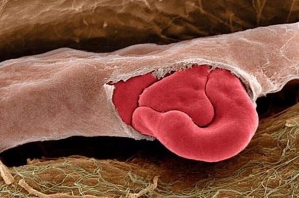 Foto - Bu ayrıntıları gözle görmek imkansız!