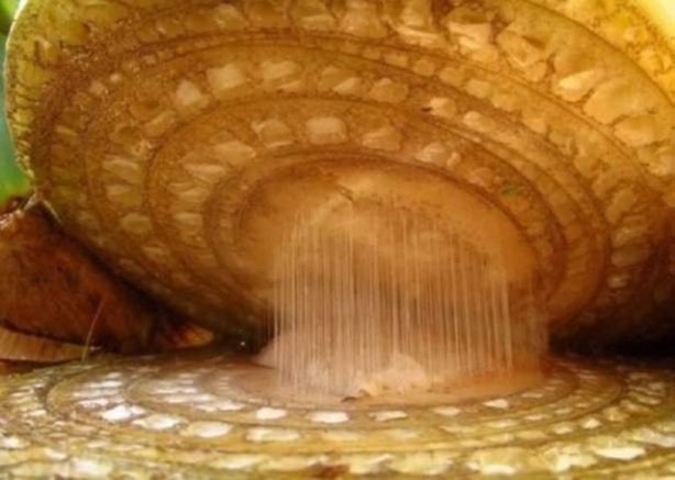 Foto - Bu ayrıntıları gözle görmek imkansız!