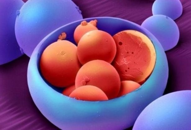 Foto - Bu ayrıntıları gözle görmek imkansız!