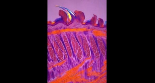 Foto - Bu ayrıntıları gözle görmek imkansız!