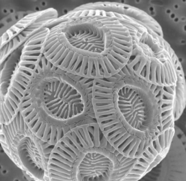 Foto - Bu ayrıntıları gözle görmek imkansız!