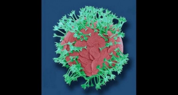 Foto - Bu ayrıntıları gözle görmek imkansız!