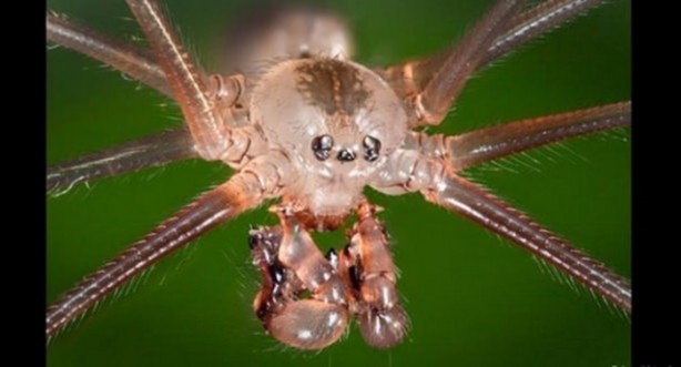 Foto - Bu ayrıntıları gözle görmek imkansız!
