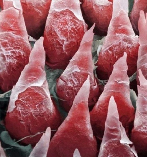 Foto - Bu ayrıntıları gözle görmek imkansız!