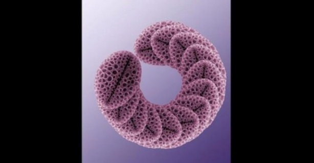 Foto - Bu ayrıntıları gözle görmek imkansız!