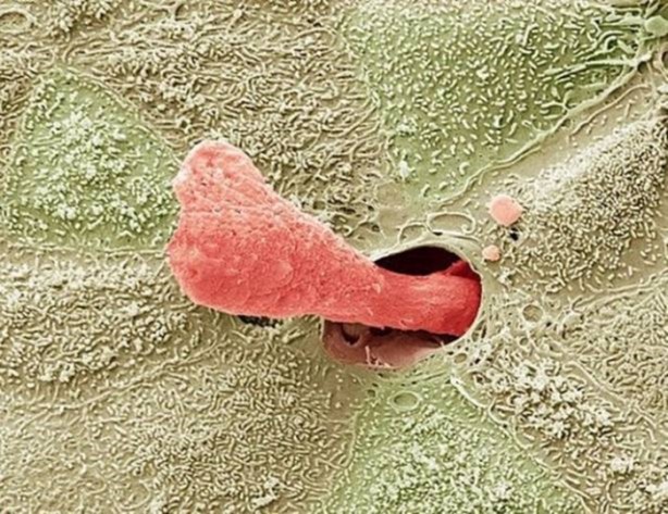 Foto - Bu ayrıntıları gözle görmek imkansız!