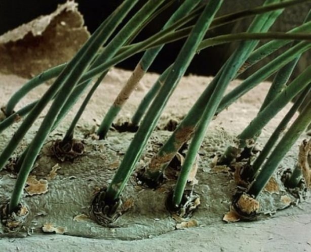 Foto - Bu ayrıntıları gözle görmek imkansız!