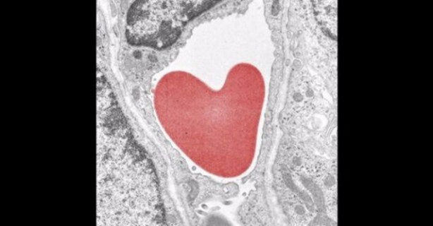 Foto - Bu ayrıntıları gözle görmek imkansız!