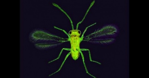 Foto - Bu ayrıntıları gözle görmek imkansız!