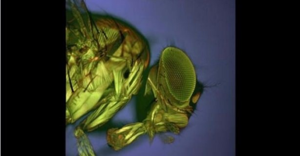 Foto - Bu ayrıntıları gözle görmek imkansız!