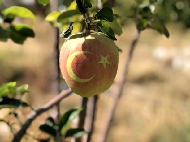 Bu ayvaları görenler hayrete düşüyor