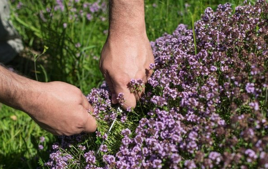 Foto - Bu baharat böbrekte kum taş vazgeçmiyor! İşte yararları saymakla bitmeyen fantastik baharat! Evde bunu yapın