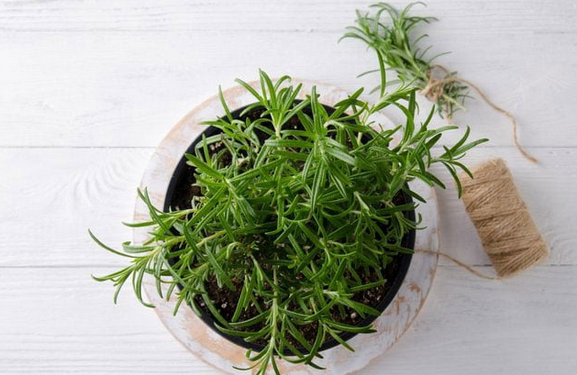 Foto - Bu baharat böbrekte kum taş vazgeçmiyor! İşte yararları saymakla bitmeyen fantastik baharat! Evde bunu yapın