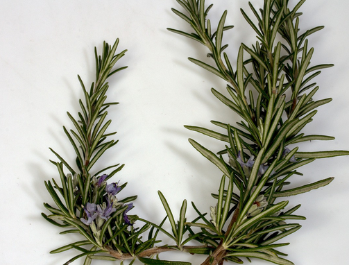 Foto - Bu baharatlar sağlık katar! Resmen şifa deposu sizi şaşkına çevirecek: Asla ihmal etmemelisiniz, kapış kapış gidiyor