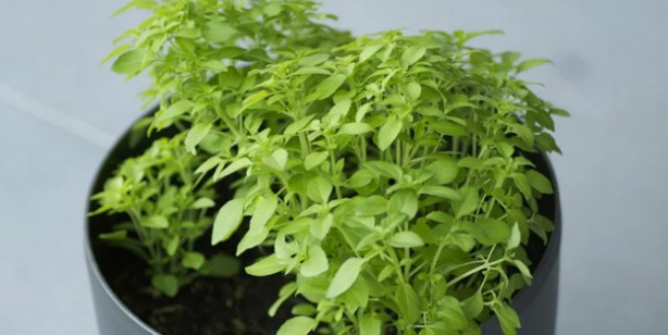 Foto - Bu baharatları sofranızdan eksik etmeyin