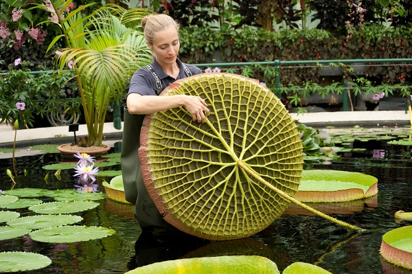 Foto - Bu bahçede yok yok!
