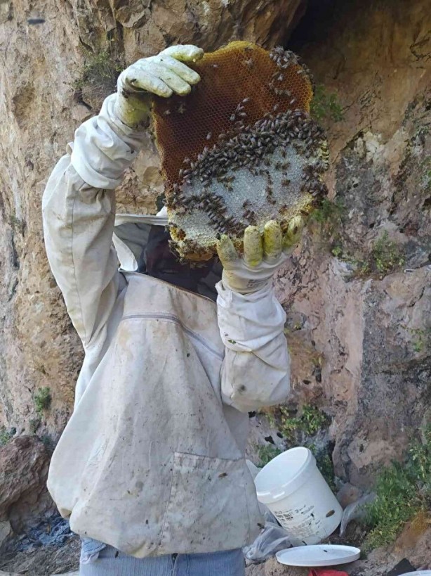 Foto - Bu bal başka bal! Bakın nereden çıkarılıyor