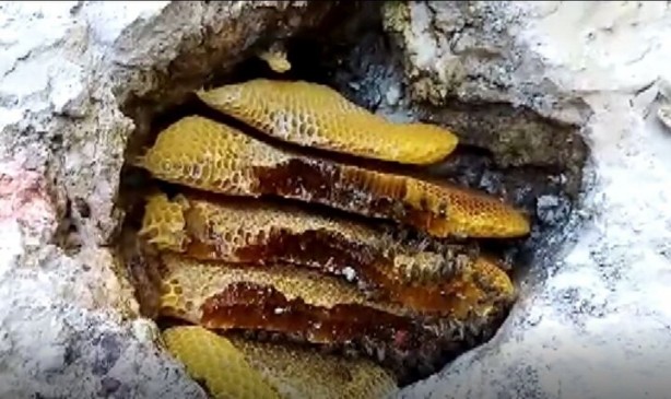 Foto - Bu bal başka bal! Bakın nereden çıkarılıyor