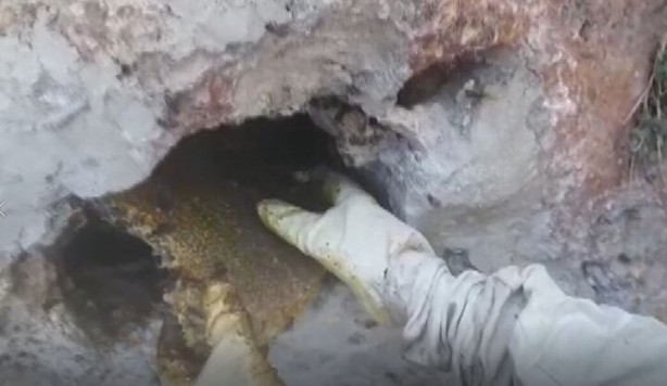 Foto - Bu bal başka bal! Bakın nereden çıkarılıyor