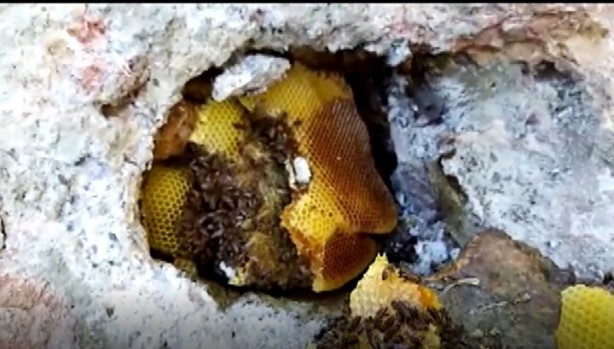 Foto - Bu bal başka bal! Bakın nereden çıkarılıyor