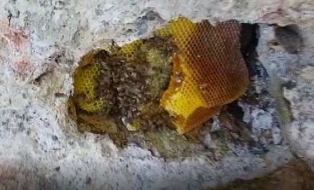 Foto - Bu bal başka bal! Bakın nereden çıkarılıyor