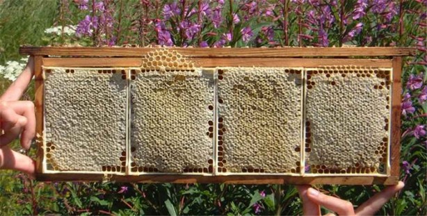 Foto - Bu bal öldürüyor!