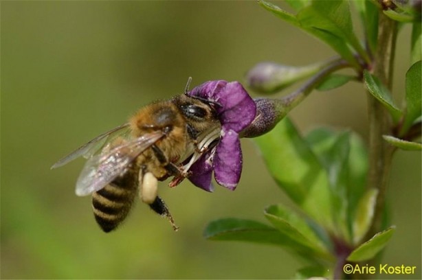 Foto - Bu bal öldürüyor!