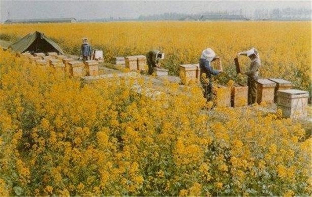 Foto - Bu bal öldürüyor!