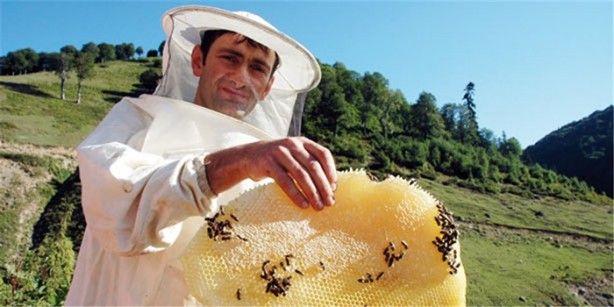 Foto - Bu bal öldürüyor!