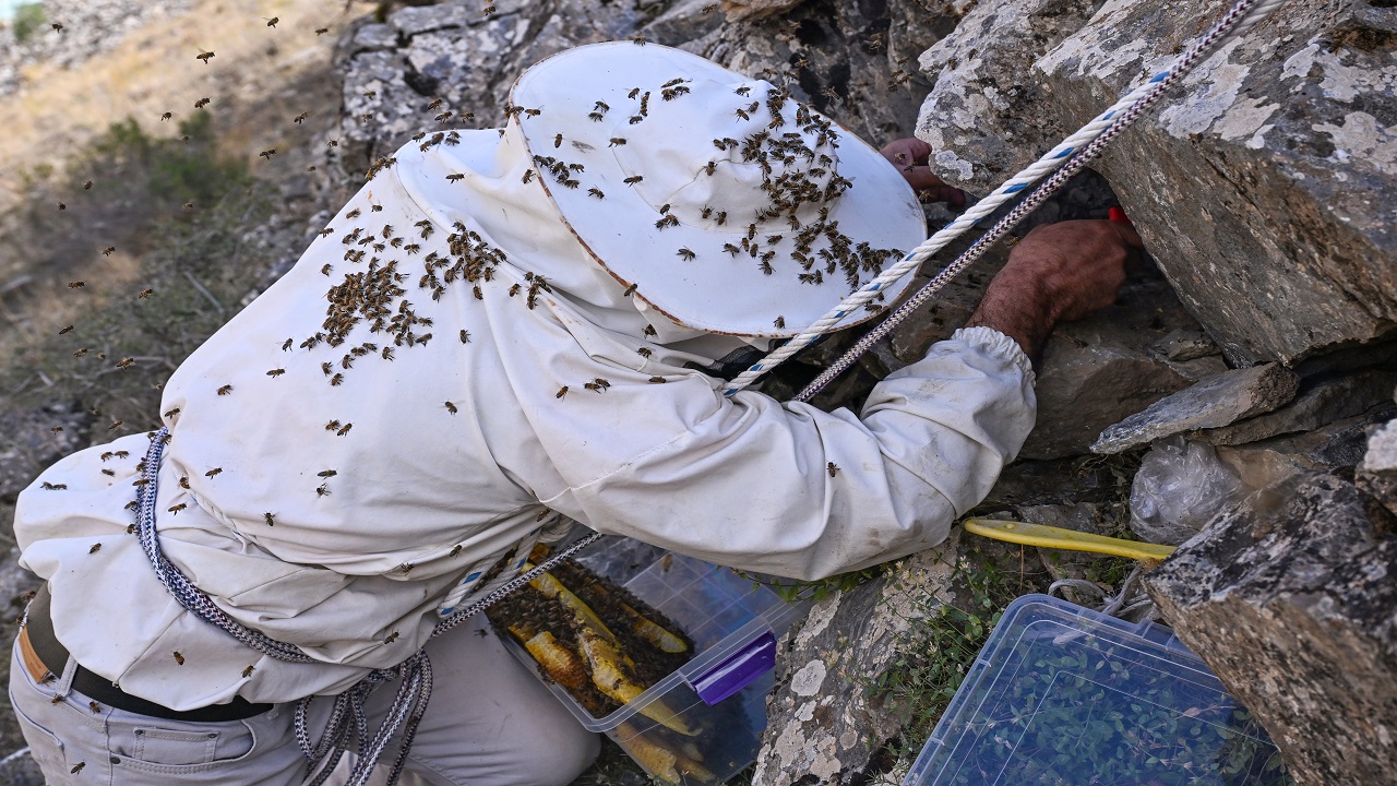 Foto - Bu bala ulaşmak için kilometrelerce yürüyorlar! Kilosu tam 10 bin lira