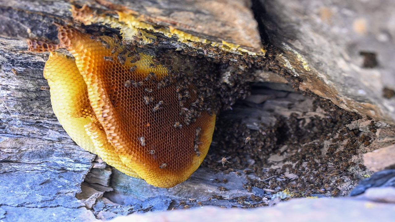Foto - Bu bala ulaşmak için kilometrelerce yürüyorlar! Kilosu tam 10 bin lira