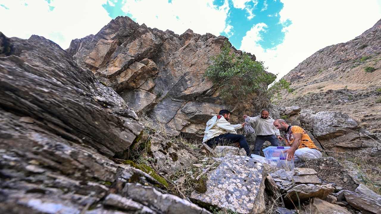 Foto - Bu bala ulaşmak için kilometrelerce yürüyorlar! Kilosu tam 10 bin lira