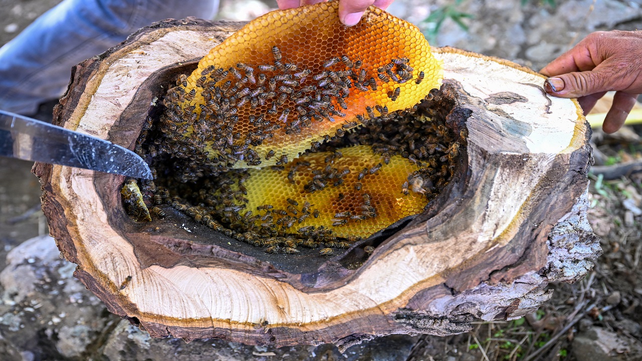Foto - Bu bala ulaşmak için kilometrelerce yürüyorlar! Kilosu tam 10 bin lira