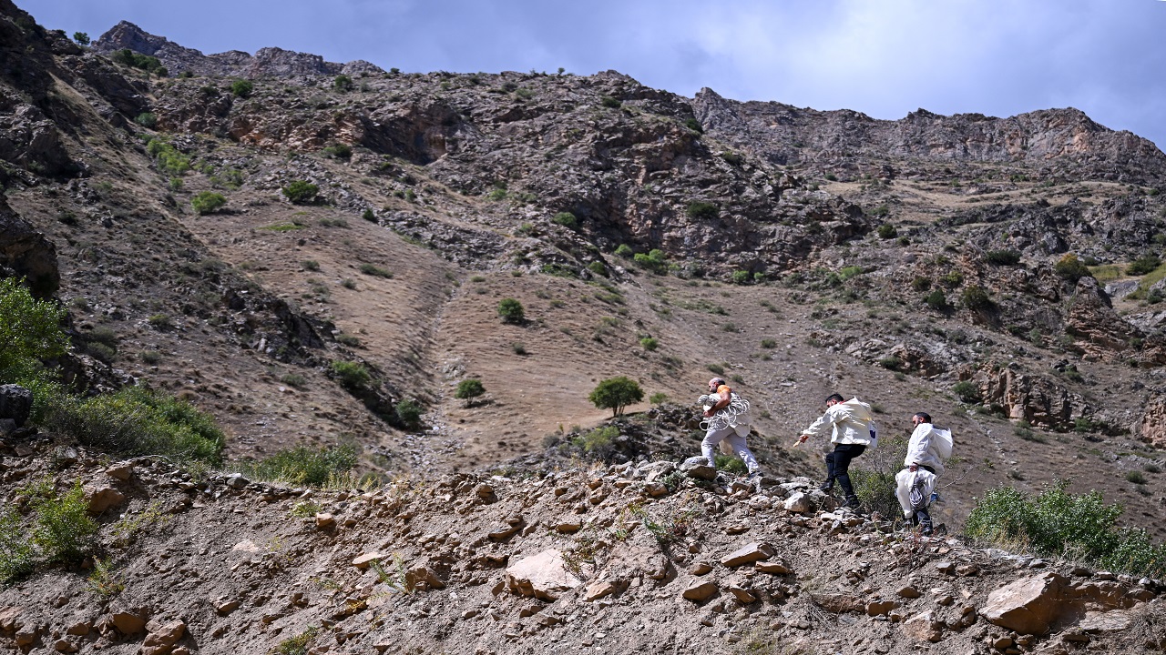 Foto - Bu bala ulaşmak için kilometrelerce yürüyorlar! Kilosu tam 10 bin lira