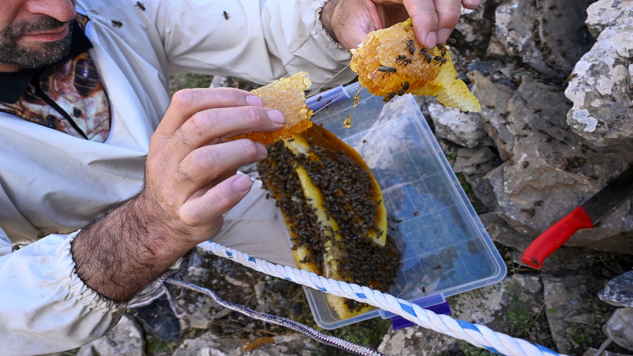 Foto - Bu bala ulaşmak için kilometrelerce yürüyorlar! Kilosu tam 10 bin lira