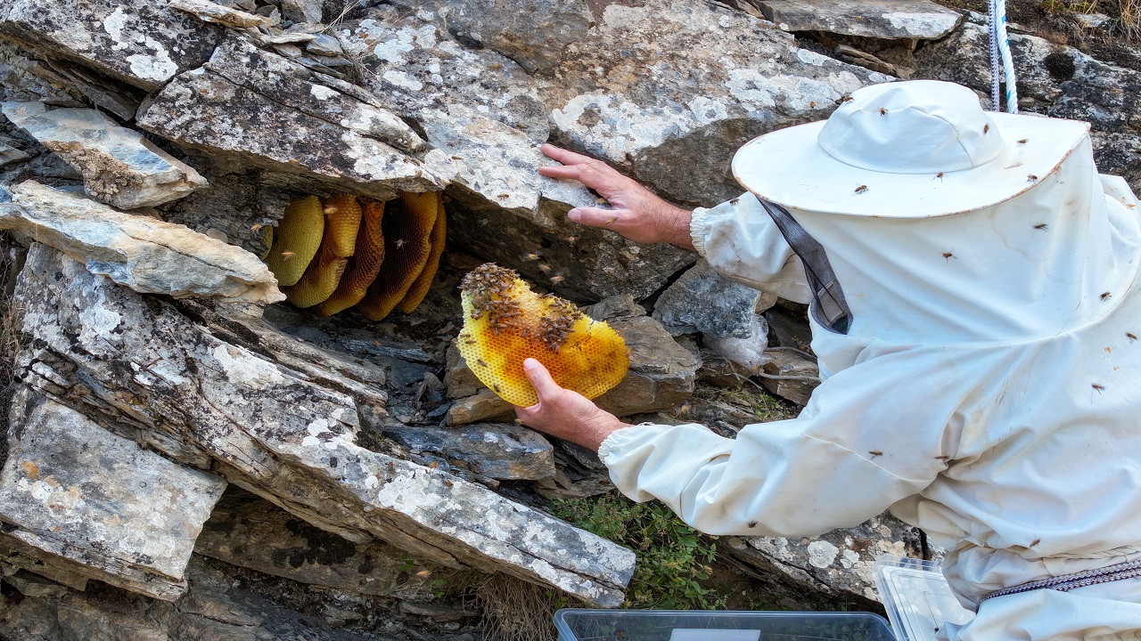 Bu bala ulaşmak için kilometrelerce yürüyorlar! Kilosu tam 10 bin lira
