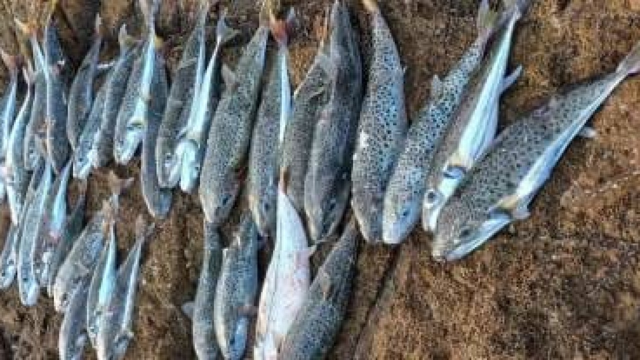 Bu balığı vurana devlet para veriyordu: Ücret artırıldı!