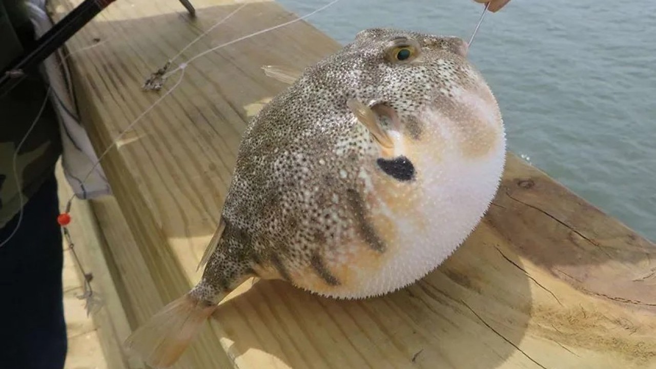 Foto - Bu balığı vurana devlet para veriyordu: Ücret artırıldı!