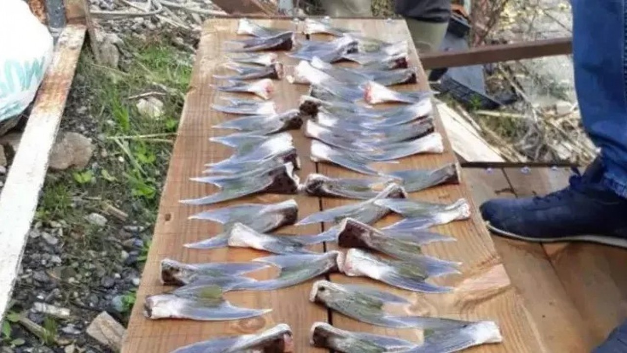 Foto - Bu balığı vurana devlet para veriyordu: Ücret artırıldı!