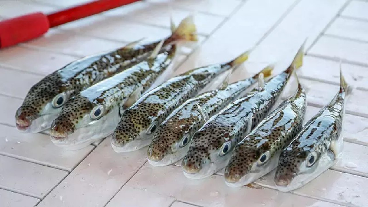 Foto - Bu balığı vurana devlet para veriyordu: Ücret artırıldı!