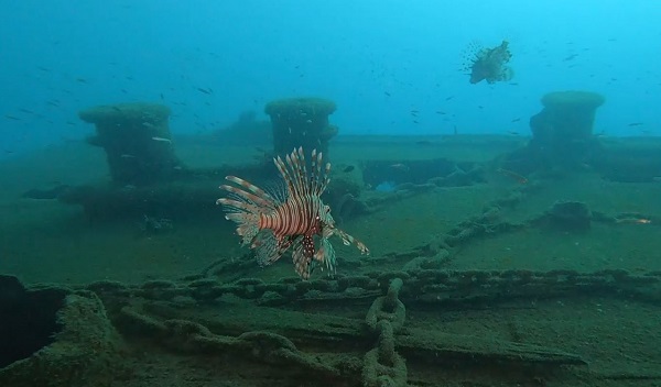 Foto - Bu balık artık mutfaklarımızı süsleyecek