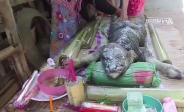 Foto - Bu balıklar ağaçta yaşıyor!