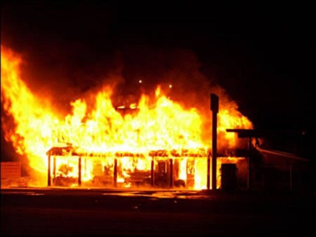 Foto - Bu balıklar ağaçta yaşıyor!